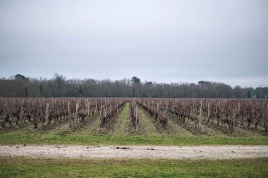 Etang de Paloumey   Vignes.